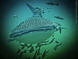 whaleshark